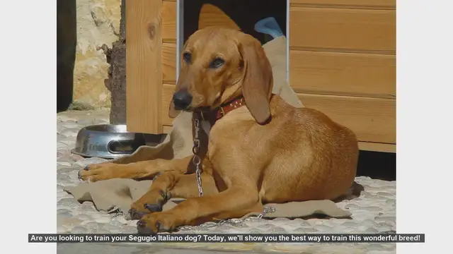 Video thumbnail for How to Train Your Segugio Italiano: Tips and Techniques