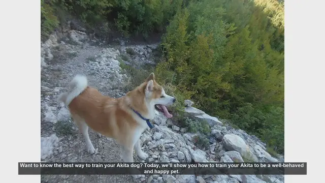 Video thumbnail for Top Tips for Training Your Akita: Positive Reinforcement, Leash Training, and More!