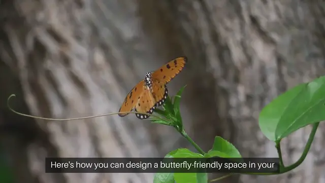 Video thumbnail for How To Create A Butterfly Garden