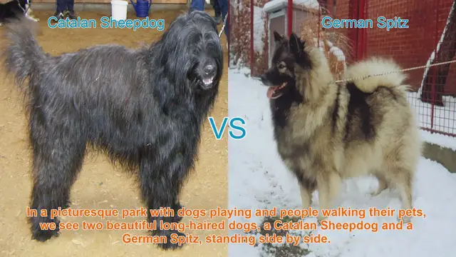 Video thumbnail for Catalan Sheepdog vs. German Spitz: A Comprehensive Comparison