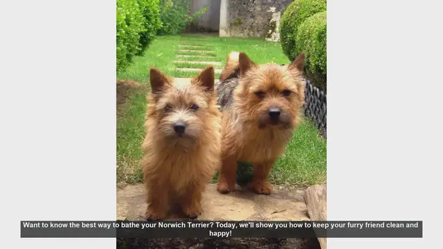 Video thumbnail for How to Bathe Your Norwich Terrier: Step-by-Step Guide