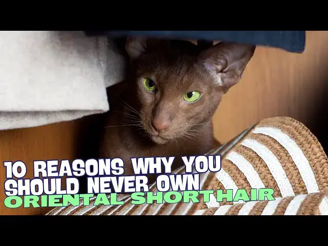 Video thumbnail for 10 Reasons Why You Should Never Own an Oriental Shorthair Cat! ??