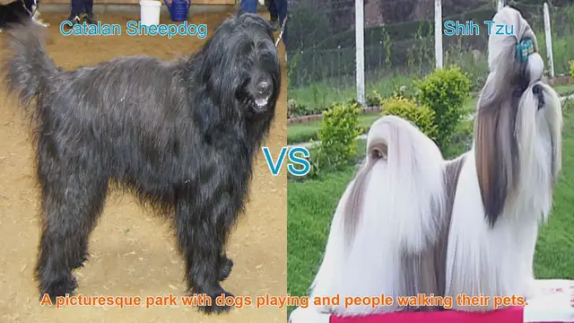 Video thumbnail for Catalan Sheepdog vs. Shih Tzu: A Comprehensive Breed Comparison