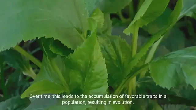 Video thumbnail for Understanding Natural Selection