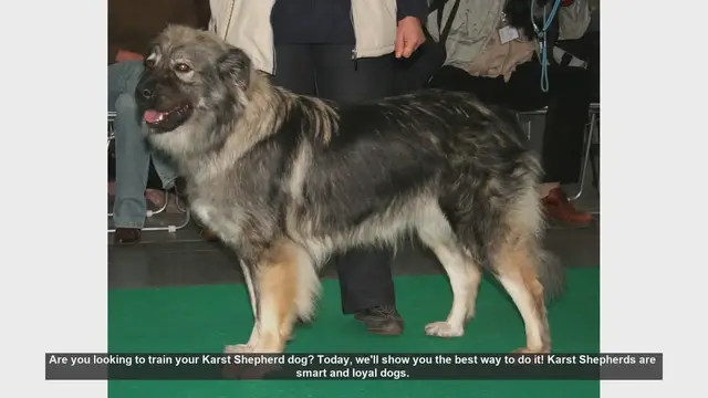 Video thumbnail for Effective Training Tips for Your Karst Shepherd Dog