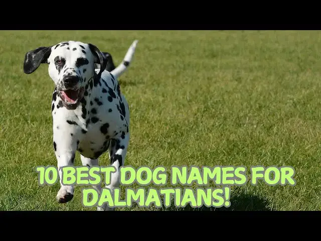 Video thumbnail for 10 Best Dog Names for Dalmatians! 🖤🐕