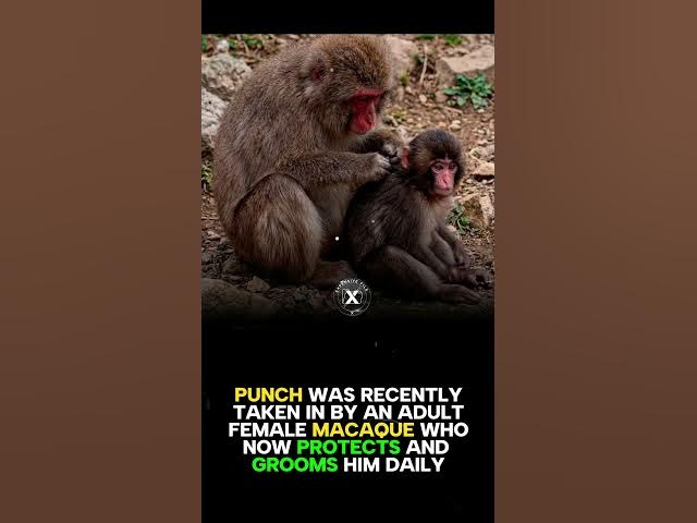 Video thumbnail for Story of Punch The Monkey | How Punch The Monkey Got Famous