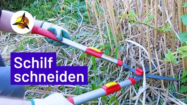 Video thumbnail for Schilfgras: Schilf selber schneiden & Bastelideen