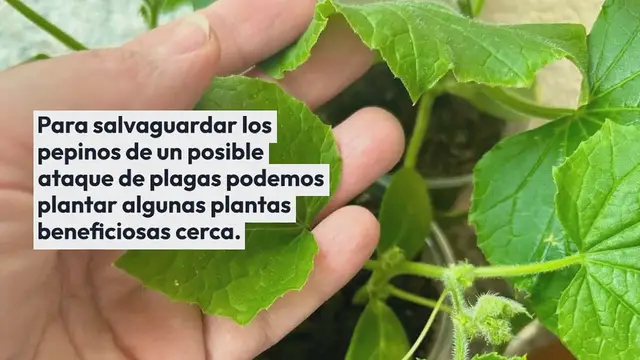Video thumbnail for Siempre coloque estas plantas cerca de los pepinos: tendrá grandes cultivos libres de plagas