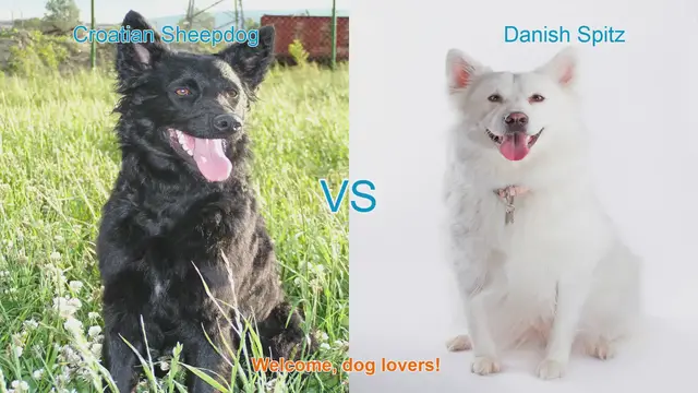Video thumbnail for Dog Breed Comparison: Croatian Sheepdog vs. Danish Spitz