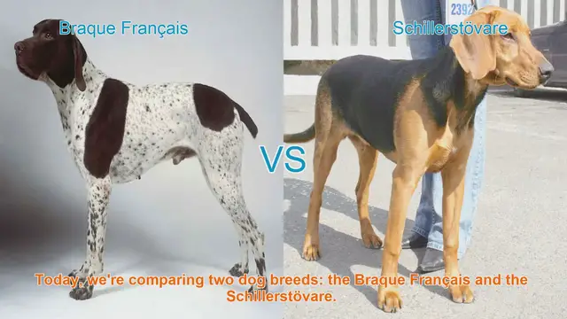 Video thumbnail for Braque Français vs. Schillerstövare: A Comprehensive Comparison