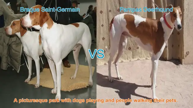 Video thumbnail for Exploring the Braque Saint-Germain and Pampas Deerhound: A Comparative Guide