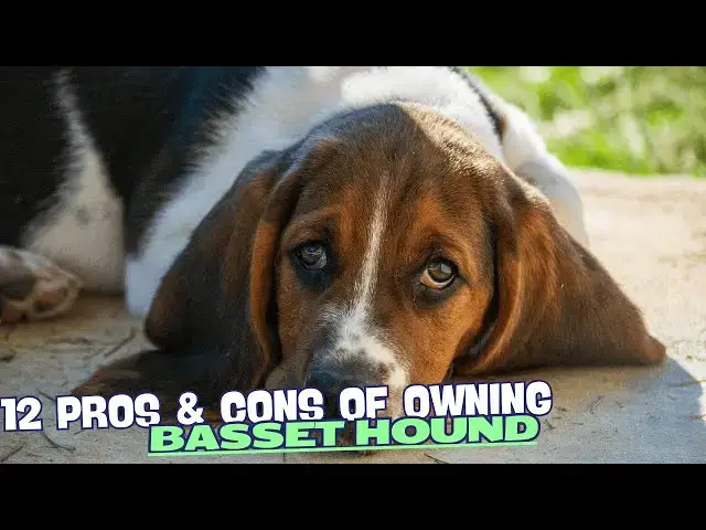 Video thumbnail for 12 Pros & Cons of Owning a Basset Hound🐾