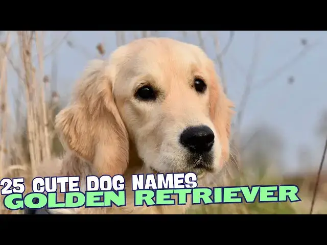 Video thumbnail for 25 Cute Golden Retriever Names🐶