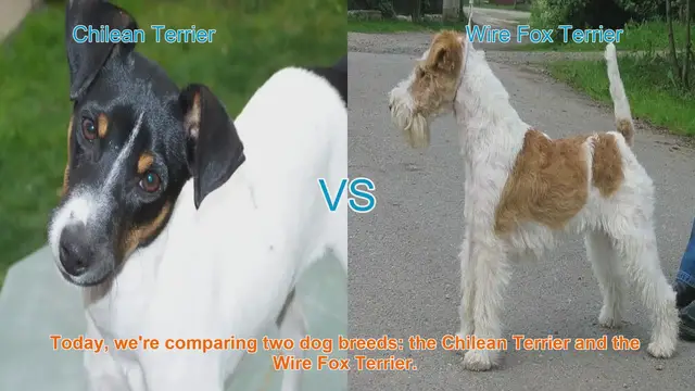 Video thumbnail for Chilean Terrier vs. Wire Fox Terrier: A Breed Comparison