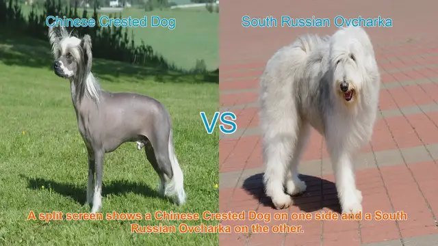 Video thumbnail for Chinese Crested Dog vs. South Russian Ovcharka: Breed Comparison Guide