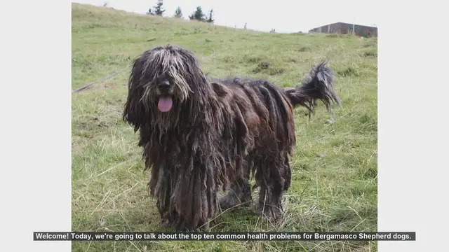Video thumbnail for Top 10 Common Health Problems in Bergamasco Shepherd Dogs