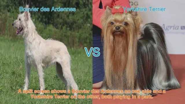 Video thumbnail for Bouvier des Ardennes vs. Yorkshire Terrier: A Breed Comparison