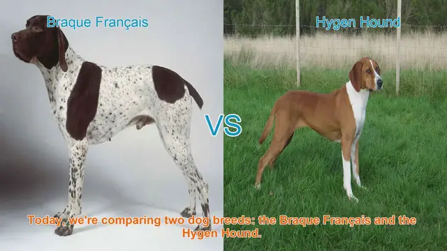 Video thumbnail for Braque Français vs. Hygen Hound: A Comparison of Two Dog Breeds