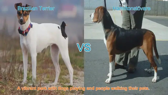 Video thumbnail for Brazilian Terrier vs. Hamiltonstövare: A Comprehensive Breed Comparison