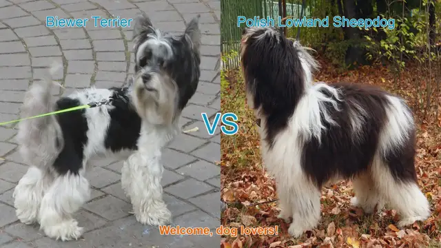 Video thumbnail for Biewer Terrier vs. Polish Lowland Sheepdog: A Comprehensive Comparison
