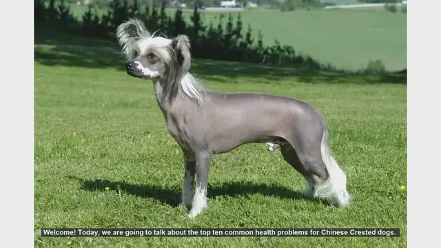 Video thumbnail for Top 10 Common Health Problems in Chinese Crested Dogs