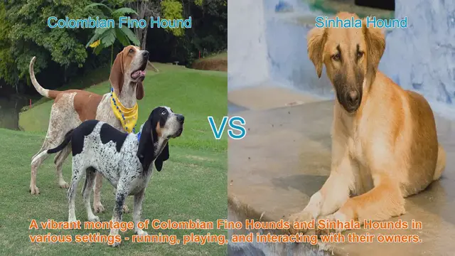 Video thumbnail for Colombian Fino Hound vs. Sinhala Hound: A Comprehensive Breed Comparison