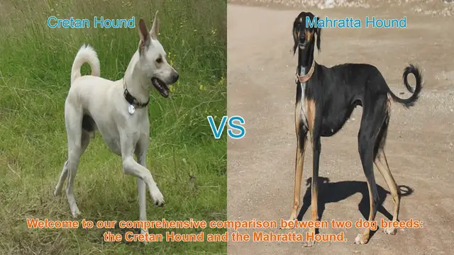 Video thumbnail for Comparing Cretan Hound and Mahratta Hound: Origins, Traits, and Care Guide