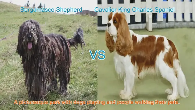 Video thumbnail for Exploring Bergamasco Shepherd and Cavalier King Charles Spaniel: A Comprehensive Guide