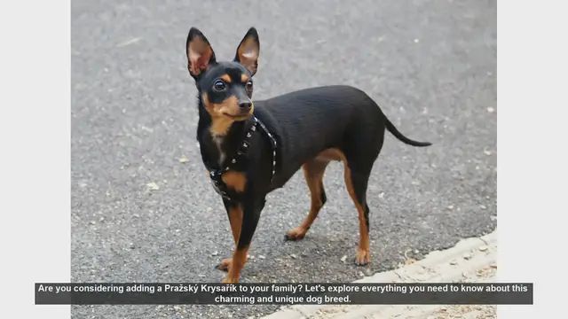 Video thumbnail for Pražský Krysařík: The Ultimate Guide to the Prague Ratter