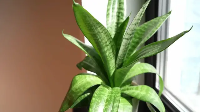 'Video thumbnail for घर में स्नेक प्लांट लगाने के फायदे || 7 Great Snake Plant Benefits'