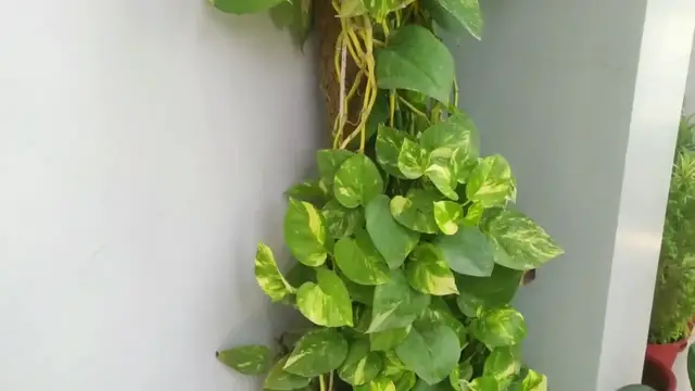 'Video thumbnail for मनी प्लांट की ग्रोथ कैसे बढ़ाये | Money Plant Growth Hacks, Money Plant Ki Growth Kaise Badhaye Tips'