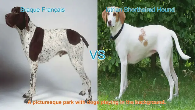 Video thumbnail for Exploring the Braque Français and Istrian Shorthaired Hound