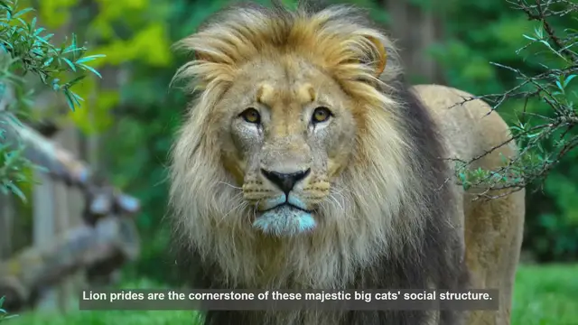 Video thumbnail for Top 10 Lion Pride Size Differences Worldwide