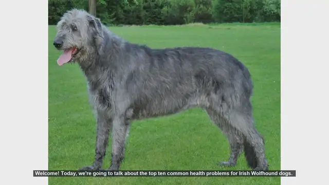 Video thumbnail for Top 10 Common Health Problems in Irish Wolfhounds