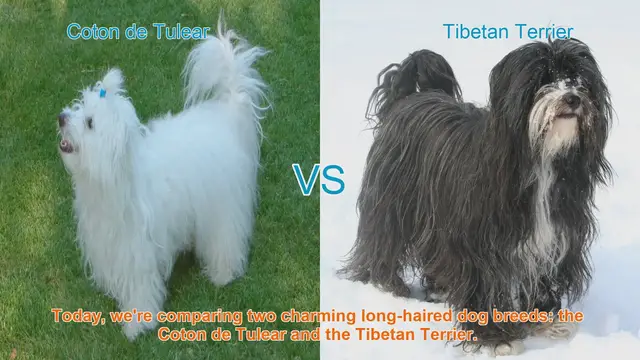 Video thumbnail for Comparing Coton de Tulear and Tibetan Terrier: A Guide to Choosing Your Perfect Companion