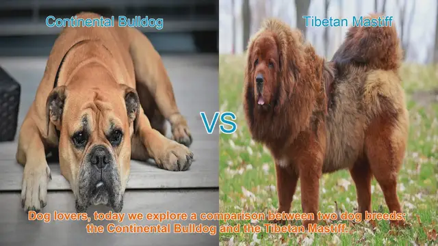 Video thumbnail for Comparing Continental Bulldog and Tibetan Mastiff: A Guide for Dog Lovers