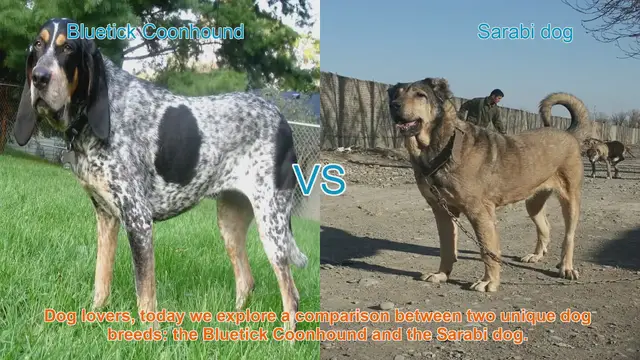 Video thumbnail for Bluetick Coonhound vs. Sarabi Dog: A Breed Comparison