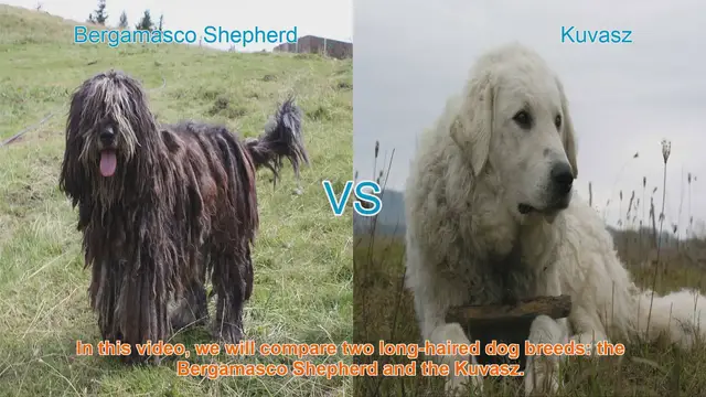 Video thumbnail for Bergamasco Shepherd vs. Kuvasz: A Comparison of Two Long-Haired Dog Breeds