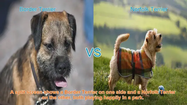 Video thumbnail for Border Terrier vs. Norfolk Terrier: A Comprehensive Comparison