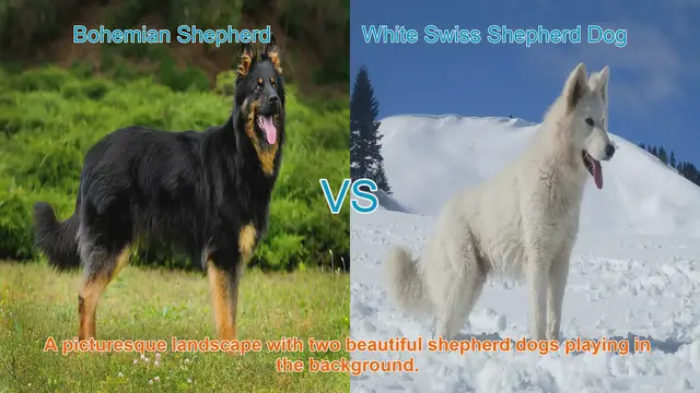 Video thumbnail for Exploring the Bohemian Shepherd and White Swiss Shepherd Dog