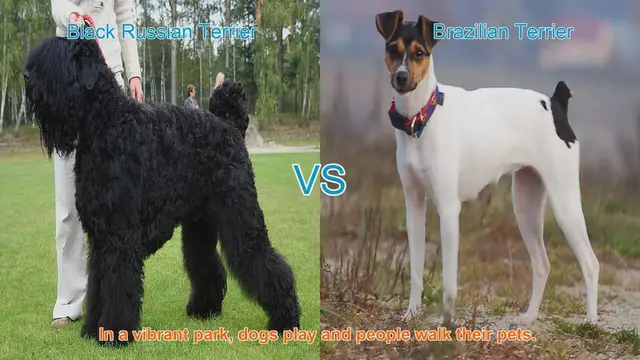 Video thumbnail for Comparing Black Russian Terrier and Brazilian Terrier: A Dog Lover's Guide