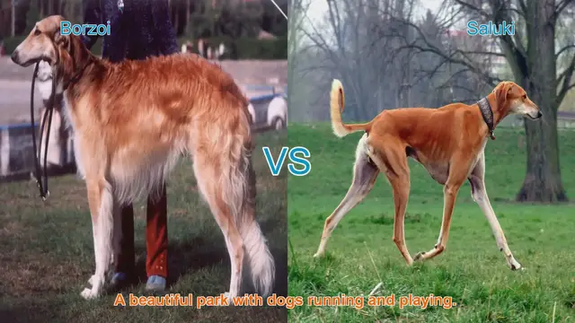 Video thumbnail for Borzoi vs. Saluki: A Guide to Graceful Dog Breeds