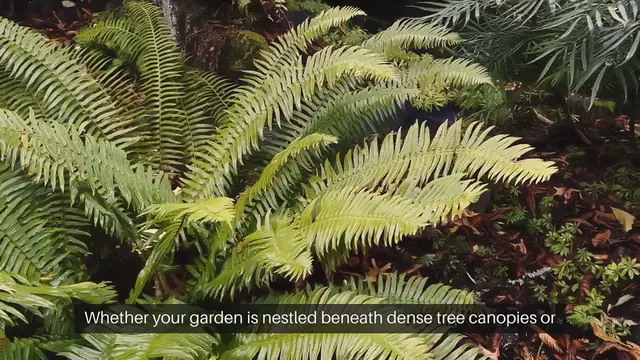 Video thumbnail for Shade Gardening Plants For Low Light Areas