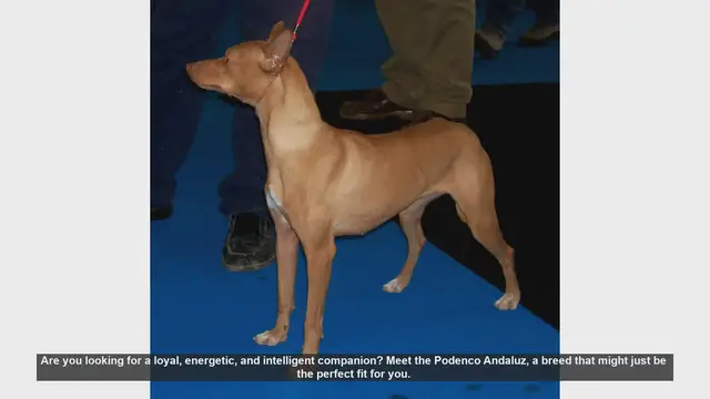 Video thumbnail for Meet the Podenco Andaluz: The Perfect Loyal and Energetic Companion