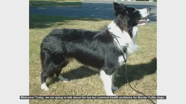 Video thumbnail for Top 10 Common Health Problems in Border Collies