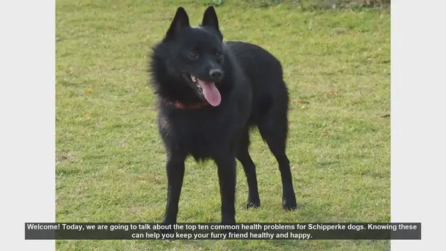 Video thumbnail for Top 10 Common Health Problems in Schipperke Dogs