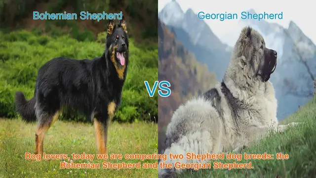 Video thumbnail for Bohemian Shepherd vs. Georgian Shepherd: A Comparison of Two Shepherd Dog Breeds