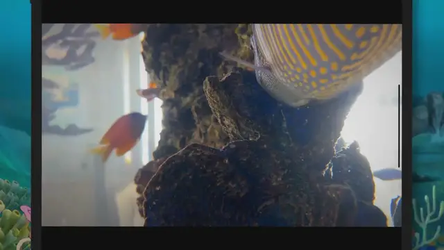 'Video thumbnail for Creating a Harmonious Tank: The Ultimate Fish Compatibility Chart'