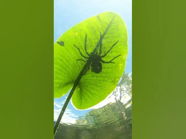 Video thumbnail for Do you think bass eat spiders?🧐 @Lunkerhunt
